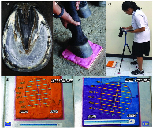 Figure 2. The determination of hoof ground surface dimension before shoeing. The trimmed hoof (a) is placed on the clay mould to determine hoof ground dimension, figure (b). The figure is then photographed at a constant distance by digital camera (c). The figure images are divided into six parallel lines and finally quantified for the medial/lateral ratio using the Image J software program (d and e).