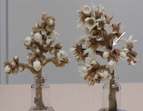 Figure 1. Photograph of panicle incubations {left: new flower (NF), right: old flower (OF)} with d8-L-phenylalanine administered as aqueous solution in vials. Arrow indicates a mono trap RCC18 hanged with steal wire. After setting the trap to both shoots, both flowers were covered by polyethylene bags to collect flower scent volatiles.