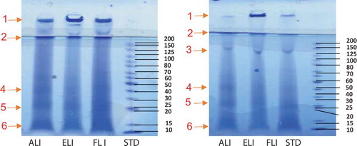 Figure 1. Non-reduced (a) and reduced (b) SDS-PAGE of amaranth (ALI), eggplant (ELI) and fluted pumpkin (FLI) leaf protein isolates.