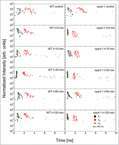 Figure 5. Correlation plots of intensity of a decay component vs. decay time obtained for WT and npq4–1 leaves directly exposed to red excess light (EL, 620 nm, 3000 μmol photons m−2 s−1) followed by white low light exposure (150 μmol photons m−2 s−1) for different time intervals 0, 15, 30 min, 1 and 2 h after EL. Then leaves were dark adapted for minimum 45 min. Black, red, and green symbols correspond to the fastest (τ1), medium (τ2), and the slowest (τ3) decay components, respectively as described in the text. The data obtained at t = 0, t = 15 min, t = 30 min, t = 1 h, and t = 2 h after EL are shown and are compared with control measurement.