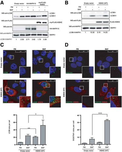 Figure 2. The IKBKE human oncogene induces autophagy. (a) WB analysis to evaluate autophagic flux of HeLa cells upon myrFLAG-IKBKE overexpression. Transfection with an empty vector was used as a negative control. Transfection with HA-MAPK15 was used as a positive control. Where indicated, 1 h treatment with 100 nM BAF was performed. Densitometric analysis of LC3B-II levels, normalized by the corresponding MAPK1 levels, is also shown. Results from one experiment, representative of 3 independent experiments (n = 3) are shown. (b) WB analysis to evaluate autophagic flux of HeLa cells upon IKBKE (WT) overexpression. Transfection with an empty vector was used as a negative control. Where indicated, 1 h treatment with 100 nM BAF was performed. Densitometric analysis of LC3B-II levels, normalized by the corresponding MAPK1 levels, is also shown. Results from one experiment, representative of 3 independent experiments (n = 3) are shown. (c) Confocal microscopy analysis of HeLa cells, to evaluate autophagic flux upon IKBKE (WT) overexpression. HeLa cells, stably expressing the indicated plasmids (empty vector and IKBKE [WT]), were subjected to immunofluorescence analysis. Where indicated, 1-h treatment with 100 nM BAF was performed. In these representative images, LC3B is visualized in green, IKBKE (WT) in red, and DAPI-stained nuclei in blue. LC3B-positive dots were counted using a specific protocol by Volocity software (see graph in the lower panel). Scale bars: 25 μm. Results from one experiment, representative of 3 independent experiments (n = 3) are shown. (d) Confocal microscopy analysis of HeLa cells, to evaluate autophagic flux upon IKBKE (WT) overexpression. HeLa cells, expressing the indicated plasmids (Empty vector and IKBKE [WT]), were subjected to immunofluorescence analysis. Where indicated, 24 h treatment with 100 nM BAF was performed. In these representative images, SQSTM1 is visualized in green, IKBKE (WT) in red, and DAPI-stained nuclei in blue. SQSTM1-positive dots were counted using a specific protocol by volocity software (see graph in the lower panel). Scale bars: 25 μm. Results from one experiment, representative of 3 independent experiments (n = 3) are shown.