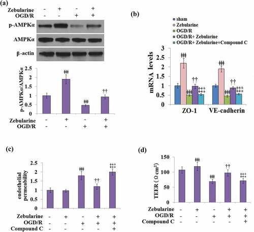 Figure 8. The effects of Zebularine in the expression of ZO-1 and VE-cadherin and endothelial permeability are mediated by AMPKα. (a). Cells were exposed to OGD/R with Zebularine. P-AMPKα and total AMPKα were measured; (b-d). Cells were exposed to OGD/R with Zebularine in the presence of Compound C. mRNA of ZO-1 and VE-cadherin, endothelial permeability, and TEER were measured (ǂǂǂ, P < 0.001 vs. sham; ††, P < 0.01 vs. OGD/R; ‡‡‡, OGD/R+ Compound C group, N = 5).