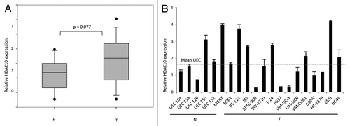 Figure 2. Relative mRNA expression of HDAC10 in urothelial cancer cell lines and tissues. (A) Relative HDAC10 expression in cancerous (T) and normal (N) tissues was determined by quantitative real-time PCR analysis and displayed as box-plot graphs. P value was calculated by Mann–Whitney U test. (B) mRNA expression of HDAC10 in urothelial cancer cell lines (T) and normal proliferating uroepithelial cell cultures (N, UEC) was measured by quantitative real-time PCR analysis and normalized to TBP as reference gene. The dotted line displays the average expression level of the UECs.