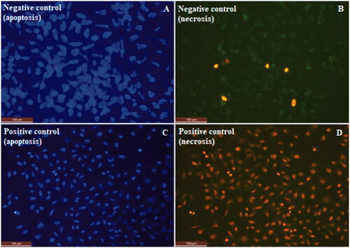 Figure 10. Fluorescence microscopy images of apoptotic/necrotic cells of negative and positive control groups.