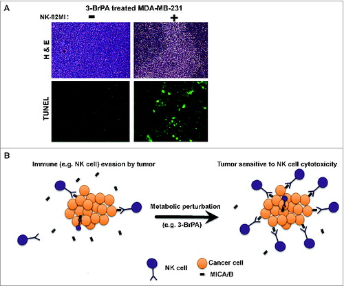 Figure 8. 3-BrPA pretreatment enhances NK-cell mediated cytotoxicity. Histological examination of tumors derived from breast cancer cells pretreated with either 20 μM 3-bromopyruvate (3-BrPA) or phosphate-buffered saline (PBS) and subjected to natural killer (NK) cell therapy as indicated. (A) Hematoxylin and eosin (H&E) and TUNEL staining show that 3-BrPA pretreatment enhanced the sensitivity of MDA-MB-231 tumor cells to NK-92MI treatment resulting in cell death. (B) Schematic showing metabolic perturbation related increase in the surface expression of MICA/B enhances NK-cell mediated cytotoxicity.