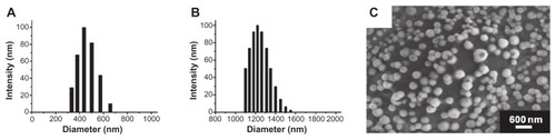 Figure 3 Particle size and morphology of the nanobubbles. The diameter distribution was measured using dynamic light scattering in the nanobubbles (A) and microbubbles (B). The surface morphology of the nanobubbles was visualized using scanning electron microscopy (C).