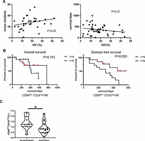 Figure 7. The CD56dim CD16neg NK population within blood does not affect overall survival but is positively correlated with tumor recurrence