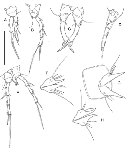Figure 10. Kinnecaris iulianae sp. nov. A, male, leg 1. B, male, leg 2. C, male, leg 3, D, male, leg 4, lateral view. E, male, leg 4. F, male, leg 5. G, male, first urosomite and P5 (variability), ventral view. H, male, leg 5 (variability). Scale bar: 50 µm.
