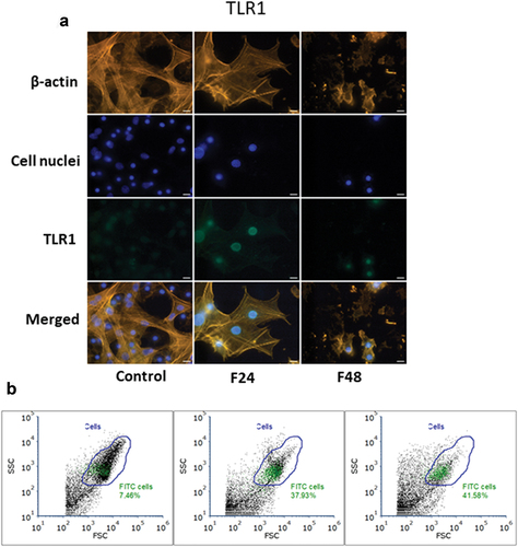 Figure 1. Immunolocalization of TLR1 in G. mellonella hemocytes: (a) immunodetection of TLR1 (performed as described in materials and methods section), (b) flow cytometry data given as dot plots (SSC versus FSC); green indicates cells containing TLR1. F24 indicates larvae sampled immediately after 24–hour exposure to fungal infection; F48 indicates larvae sampled 24 hours after 24–hour exposure. Scale bars = 25µm.