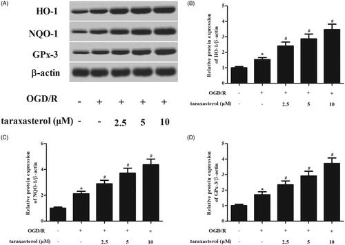 Figure 5. Effect of taraxasterol on the expressions of Nrf2 downstream proteins in OGD/R-induced hippocampal neurons. Hippocampal neurons were incubated with the pre-treatment of 2.5, 5 or 10 µM for 2 h prior to OGD/R stimulation. (A) The protein expression levels of HO-1, NQO-1 and GPx-3 were determined using western blot. (B–D) Quantification analysis of HO-1, NQO-1 and GPx-3. Data are expressed as mean ± SD. n = 5. *p < .05 vs. control hippocampal neurons; #p < .05 vs. OGD/R-induced hippocampal neurons.