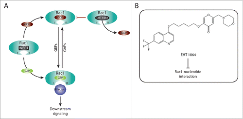 Figure 2. Targeting Rac1 activation and downstream signaling via blocking Rac1-nucleotide interactions. (A) Rac1 is a nucleotide-binding protein that associates with both guanosine diphosphate (GDP) and guanosine triphosphate (GTP). The dissociation of GDP is facilitated by guanine nucleotide exchange factors (GEFs), resulting in Rac1 GTP loading and activation. In contrast, GTPase activating proteins (GAPs) promote the hydrolysis of GTP, thus inactivating Rac1. Following GTP binding, Rac1 undergoes conformational changes in the switch I and switch II regions (depicted as I and II, respectively) that expose the effector binding domain, allowing Rac1 to bind to downstream effectors, thereby mediating downstream signaling. EHT 1864 is a selective Rac1 inhibitor that binds with high affinity to Rac1. This, in turn, promotes the dissociation of nucleotides bound to Rac1, placing Rac1 in an inert and inactive state that is unable to enter the activation GDP-GTP cycle or bind to downstream effectors. (B) The Chemical structure of EHT 1864 and its reported mode of action are outlined.