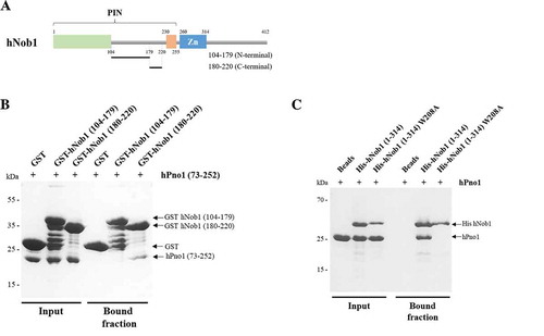 Figure 3. hNob1 interaction with hPno1 depends on the tryptophan at position 208 in hNob1 and on the KH-like domain of hPno1. (a) Schematic view of the different parts of the hNob1 internal loop used to define the minimal region of interaction with hPno1. (b) Pull-down assay of GST-tagged hNob1 linker constructs with hPno1 showing that the C-terminal part of the linker is sufficient for association. (c) Pull down assay of His-tagged hNob1 (1–314) with or without the mutation W208A. Pull-down experiments shown in panel B and C were performed as described in Material and Methods.