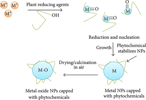 Figure 4 Mechanism of plant-mediated synthesis of Ni/NiO NPs. Reproduced from Imran Din M, Rani A. Recent advances in the synthesis and stabilization of nickel and nickel oxide nanoparticles: a green adeptness. Int J Anal Chem. 2016;2016:1–14.Citation48
