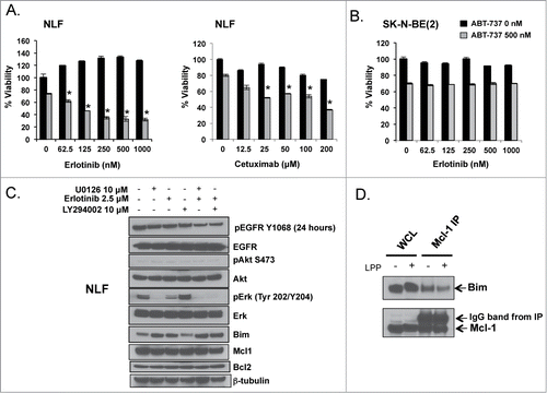 Figure 6. Mcl-1 dependent NB cells NLF (A) and SK-N-BE(2) (B) were exposed to EGFR inhibitors, erlotinib or cetuximab, and ABT-737 simultaneously and evaluated after 48 hours for changes in survival by WST-1. (C) NLF cells were exposed to given concentrations of U0126, erlotinib, or LY294002 for 24 hours, harvested for protein, and evaluated for changes in EGFR signaling and Bcl-2 family protein expression. (D) Protein from an Mcl-1 co-IP was treated with Lambda Protein Phosphatase (LPP) and then evaluated for changes in Bim:Mcl-1 interactions by immunoblot.