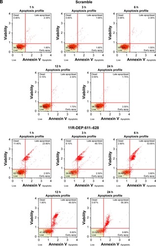 Figure 4 The 11R-DEP:611–628 peptide induces apoptosis of A549 cells. A549 cells were treated with 5 μM 11R-DEP:611–628 peptide or scramble peptide for the indicated time. (A) Cell morphological changes of A549 cells after peptide treatment were monitored with contrast phase microscope. The pictures showed that cells appeared abnormal and began to shrink within 1 h after treatment with the 11R-DEP:611–628 peptide, and the changes were time dependent. Scale bar 100 μm. (B, C) Compared with that of the scramble group, apoptosis levels of cells treated with the 11R-DEP:611–628 peptide were increased significantly. Representative data of flow cytometry are shown in panel B, and results of quantitative analysis of flow cytometry are shown in panel C. The difference between the 11R-DEP:611–628 and scramble groups was compared by paired t-test. Value of P=0.0006. (D) Western blot results showed that caspase 3 levels were decreased in cells treated with the 11R-DEP:611–628 peptide; meanwhile, cleaved caspase 3 levels were increased, indicating enhanced apoptosis.