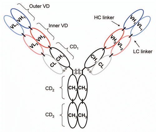 Figure 1 The schematic depicts the general structure of a DVD-Ig protein where CH and VH refer to constant and variable heavy chain regions, respectively, and CL and VL refer to constant and variable light chain regions, respectively. CD and VD refer to constant domain and variable domain, respectively. The variable regions form tandem inner and outer variable domains, connected by both light and heavy chain linkers, on each arm of the DVD.