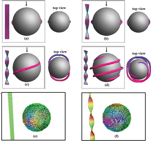 Figure 10. Far-field director configuration (bars on left of subfigures) and (a-d) disclination lines around a sphere with tangential anchoring conditions in a cholesteric liquid crystal. (e) and (f) show the director configuration on the surface of the sphere for (a) and (c) respectively.