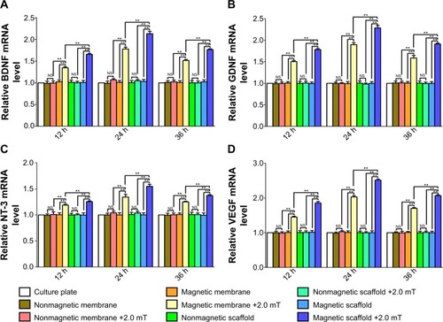 Figure 11 mRNA levels of BDNF, GDNF, NT-3, and VEGF in each group with or without MF at 12, 24, and 36 hours after MF.Notes: mRNA levels of (A) BDNF, (B) GDNF, (C) NT-3, and (D) VEGF were determined for the culture-plate group, nonmagnetic membrane group, nonmagnetic membrane + MF group (2.0 mT), magnetic membrane group, magnetic membrane + MF group (2.0 mT), nonmagnetic scaffold group, nonmagnetic scaffold + MF group (2.0 mT), magnetic scaffold group, and magnetic scaffold + MF group (2.0 mT). Each test was repeated three times. The ratio of mRNA levels of the SC nonmagnetic membrane group, nonmagnetic membrane + MF group (2.0 mT), magnetic membrane group, magnetic membrane + MF group (2.0 mT), nonmagnetic scaffold group, nonmagnetic scaffold + MF group (2.0 mT), magnetic scaffold group, and magnetic scaffold + MF group (2.0 mT) to the culture plate group are shown. All data are expressed as means ± standard error of mean. **P<0.01.Abbreviations: mRNA, messenger ribonucleic acid; BDNF, brain-derived neurotrophic factor; GDNF, glial cell-derived neurotrophic factor; NT-3, neurotrophin 3; VEGF, vascular endothelial growth factor; MF, magnetic field; SC, Schwann cell; NS, not significant; h, hours.