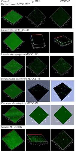 Figure 9. Confocal microscope images showing biofilm inhibition effect of lipases against biofilm forming pathogens