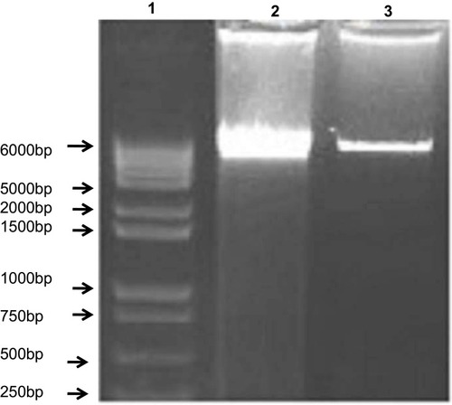 Figure 12 SPP-induced DNA fragmentation (apoptosis) in alveolar basal epithelium A549 (n=3) experiments was performed (lane 1: DNA ladder; lane 2: control; lane 3: SPP).