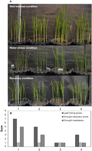 Figure 5. Effects of soil drying (withholding water for 20 days) on (A) rice water stress resistance, rice re-watering, and leaf rolling and (B) rice morphology after re-watering for one day of rice plants either inoculated with bacteria or uninoculated and grown in soil under greenhouse conditions. The numbers 1, 2, 3 and 4 represent the uninoculated, SUTN9-2 inoculated, SUTN9-2 (ACCDadap) inoculated, and SUTN9-2:pMG103::acdRS inoculated treatments, respectively. Significant differences between treatments are indicated with different letters at P ≤ 0.05 according to Duncan’s multiple range tests. The data are presented as the mean of five and ten replicates in the laboratory and greenhouse experiments, respectively, and the vertical bars indicate the standard error.