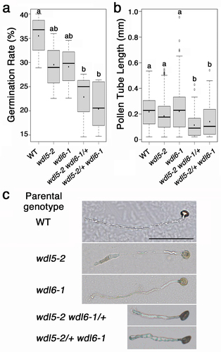 Figure 2. Effect of wdl5–2 and wdl6–1 on pollen growth. (a) Germination rate of pollens derived from anthers of indicated genotypes. In vitro experiments of pollen germination and tube growth were performed as described previously.Citation17 Fifty pollen grains per plate were randomly chosen to check if they were germinated or not and the experiment was repeated five times. (b) Length of pollen tubes derived from anthers of indicated genotypes. Fifty pollen tubes per plate were randomly chosen to measure their length and the experiment was repeated five times. The horizontal bar in the box indicates the median and the black dot indicates the average. The upper and lower hinges of the box indicate 75% and 25% ranges of values, respectively. The upper and lower extreme bars of the box plot indicate the maximum and minimum values, respectively. In (a) and (b), different letters indicate statistically significant differences by one-way ANOVA with Tukey–Kramer multiple comparison test (P < .05). All statistical analyses were performed using R (the R Foundation for statistical Computing, Vienna, Austria). (c) Representative phenotypes of pollens grown in vitro for 24 h after being extracted from anthers of indicated genotypes. Bar = 100 μm.