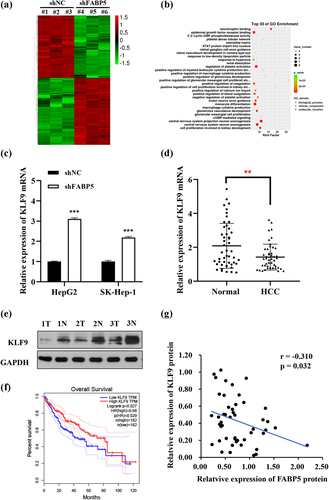 Figure 4. The expression of KLF9 was negatively correlated with FABP5. a, gene microarray analysis were applied to examine the differential expression genes in SK-Hep-1 cells before and after FABP5 knockdown (FC > |2|; P < .01). b, gene ontology (GO) enrichment analysis of differential expression genes in accordance with the biological processes, cellular component, and molecular function. c, KLF9 mRNA expression in HepG2 and SK-Hep-1 cells with FABP5 knockdown determined by RT-qPCR. d, the KLF9 expression in HCC tissue and adjacent tissues were detected by RT-qPCR. e, relative expression of KLF9 protein in HCC tissues and adjacent normal tissues were detected by Western blotting. Representative images of KLF9 expression in 48 paired HCC tissues (t) and adjacent normal tissues (n). e, the expression of KLF9 was positively correlated with overall survival time in HCC patients from the TCGA data set. F, A negative correlation was found between the protein expression level of FABP5 and KLF9 in HCC samples. *p < .05, **p < .01, and ***p < .001 as compared with the vehicle control.