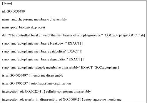 Figure 1. Information associated with the GO term ‘autophagosome membrane disassembly’ (GO:0030399). The ontology stanza, in obo format,Citation105 shows the term and various metadata associated with it. The textual definition labeled ‘def’ is the human-readable definition used by biocurators. The ‘intersection_of’ tags specify the necessary and sufficient conditions to define the term in a computable format. The stanza also contains other information related to a term, such as synonyms.Citation105