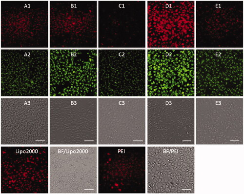 Figure 9. Fluorescence microscope images of HepG2 cells transfected with Cy5-labeled DNA (9 μg/mL) by MFCs 1a–1e at the concentration of 20 μM, 25 kD PEI and lipofectamiine 2000 as positive control. (A1–E1) red channels, (A2–E2) green channels, (A3–E3) bright field images. The scale bar in the figure is 50 μm.