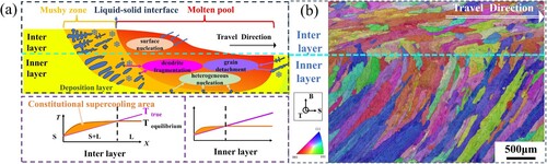 Figure 19. (a) Schematic diagram of molten pool crystallization, (b) The true morphology of grain orientation of cyclic interlayer structure.