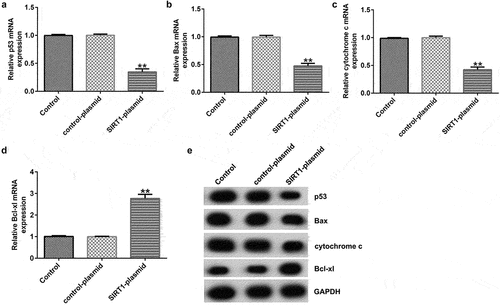 Figure 5. Effects of SIRT1-plasmid on the p53 signaling pathway in cultured neurons. (a-d) mRNA expression levels of p53, Bcl-xl, Bax, and cytochrome c in the transfected neurons were determined using RT-qPCR analysis. (e) Protein expression levels of p53, B-cell lymphoma-extra-large (Bcl-xl), Bcl-2-associated X (Bax), and cytochrome c in the transfected neurons were detected using western blotting analysis. **P < 0.01 vs. control-plasmid.