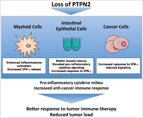 Figure 1. Loss of PTPN2 promotes anti-cancer immunity. PTPN2-depletion in different cell types involved in CRC development results in changes in anti-cancer immunity. PTPN2: Protein tyrosine phosphatase non-receptor type 2, IFN: Interferon.