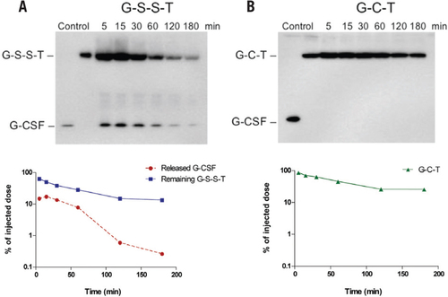 Figure 4. Evaluation of in vivo release of free G-CSF.(A) G-S-S-T or (B) G-C-T was administered intravenously to CF1 mice via the tail vein at a dose of 4 mg/kg. After administration, the collected blood from three mice was pooled together and analyzed by nonreducing SDS-PAGE followed by anti—G-CSF Western blot analysis as described in the “Materials and methods” section. The amount of protein in each band was quantified using Quality One software (Bio-Rad Laboratories, Hercules, CA, USA), and the percentage was calculated based on the injected dose.
