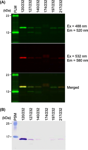 Fig. 3. Analysis of purified, double-labeled protein containing BFLAF and B558AF.
