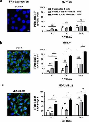 Figure 4. Cytotoxic function of T lymphocytes activated by SmartDC-FRα against cultured BC cell lines examined by luciferase-based assay. Expression of FRα protein in normal breast-like (MCF10A) and breast cancer (MCF-7 and MDA-MB-231) target cell lines examined by immunofluorescence staining with specific anti-FRα antibody were also depicted. Expression FRα protein indicated in green. Nuclei of the cells were stained blue color. Scale bars represent 10 µm. Percentages of specific target cell lyses of unactivated T lymphocytes (white bar), T lymphocytes activated by SmartDC-iRFP (gray bar), and T lymphocytes activated by SmartDC-FRα (black bar) after co-culture with target cells as indicated were shown.; a) normal breast-like MCF10A cells, b) luminal type BC MCF-7 cells, and c) TNBC MDA-MB-231 cells. Results were summarized from 3 independent experiments. T lymphocytes activated by SmartDC-FRα preferentially lysed FRα-expressing BC cells but exhibited low lysis of FRα-negative MCF10A cells at the indicated effector to target (E:T) ratio. (ns indicates not statistically significant, * indicates statistically significant with P-value<0.05, ** indicates statistically significant with P-value<0.01).