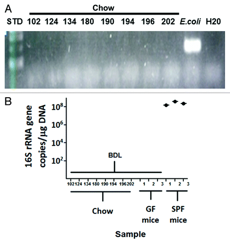 Figure 5. PCR and qPCR screening of animal chow for bacterial DNA. DNA was isolated from several types of chow used in various NGRRC isolators, and there was no detectable amplification from these samples with 16S rRNA PCR (A) or qPCR (B).E. coli genomic DNA served as a positive control for the PCR assay.