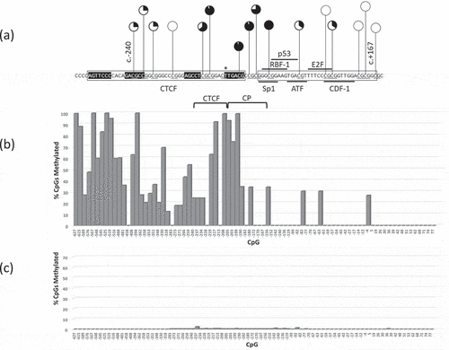 Figure 3. RB1 promoter CpG methylation profile of a Pr−/- retinoblastoma (1706) homozygous for the promoter variant c.-212 G > T spanning CpGs −627-+77 (underlined). (a) pie chart summary of RB1 promoter DNA methylation of CpGs that include putative CTCF binding site, core promoter (CP), coding and untranslated exons; (b) bar chart summary of 1706 CpG methylation of RB1 upstream region −627 to+77; (c) bar chart summary of normal peripheral blood DNA.