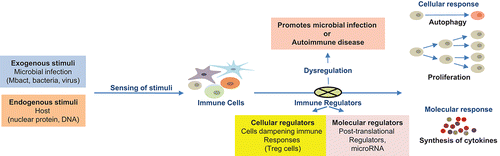 Figure 1. Role of immune regulators in infectious and non-infectious disease. Mbact, Mycobacteria and Treg, regulatory T cells.