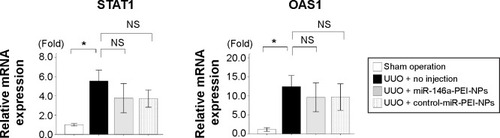 Figure 2 Effects of interferon response to microRNA (miR)-146a-polyethylenimine nanoparticles (PEI-NPs) in obstructed kidneys.Notes: Quantitative real-time reverse-transcription polymerase chain reaction analysis of the expression of STAT1 and OAS1 in obstructed kidneys in each group (n=6). Values are mean ± standard error (error bars). *P<0.05.Abbreviations: mRNA, messenger RNA; NS, not significant; OAS1, 5′-oligoadenylate synthase; STAT1, signal transduction and activator of transcription 1; UUO, unilateral ureteral obstruction.