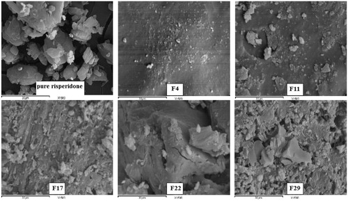 Figure 5. Scanning electron microscope photographs at magnification power X = 1500.