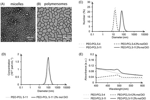 Figure 1. Micelles (PEO-PCL 5-4) and polymersomes (PEO-PCL 5-11) size and charge characterizations: Transmission electron microscopy (A,B); DLS analyses (C); nanoparticle tracking analyses (D); and UV-vis analyses (E).