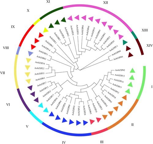 Figure 2. The evolutionary analysis of AobZIP proteins. The triangles in different colors represent AobZIP proteins in different subgroups based on the evolutionary analysis.