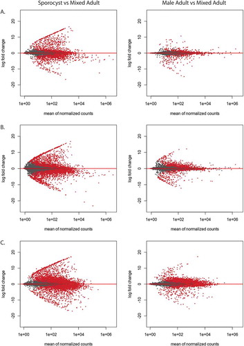 Figure 3. lncRNAs from adult and sporocyst are highly differentially expressed. Red dots indicate transcripts that are significantly differentially expressed (p < 0.01). (A) MA-plot of the newly identified lncRNA transcripts from sporocyst and male adults were compared to mixed adult transcripts. (B) MA-plot of the total lncRNA transcripts from sporocyst and male adults were compared to mixed adult transcripts. (C) MA-plot of protein-coding transcripts from sporocyst and male adults were compared to mixed adult transcripts.