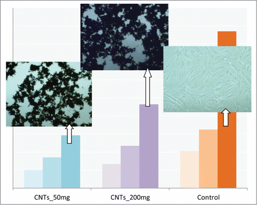 Figure 5. Total-protein of the hMSCs cells after 1, 3 and 7 d of culture on 2 different concentrations of MWCNTs. CNTs_50: 50 μg/mL, CNTs_200: 200 μg/mL and on TCP. Images of cultured cells on the substrates are also shown.