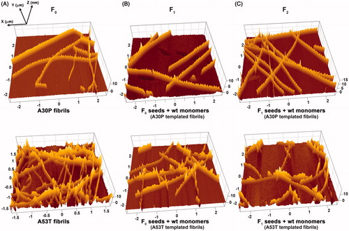 Figure 4. Representative AFM height images showing morphological templating by seeds in seeded aggregation reactions over two generations. For corresponding 2D AFM images, see Figures S5 and S6.