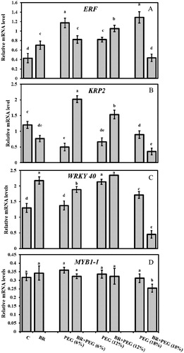 Figure 6. Relative mRNA levels of (A) ERF, (B) KRP2, (C) WRKY40, (D) MYB in Linum usitatissimum L. seedlings under PEG-induced drought stress at 6%, 12%, and 18% with or without 24-epiBL(BR) application.