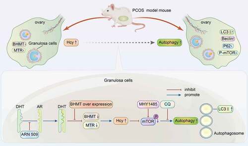 Figure 8. Summary diagram showing that androgen increases homocysteine concentration by downregulating key enzymes in homocysteine metabolism. Dihydrotestosterone and homocysteine promote autophagy in granulosa cells by modulating the mammalian target of rapamycin signaling pathway.