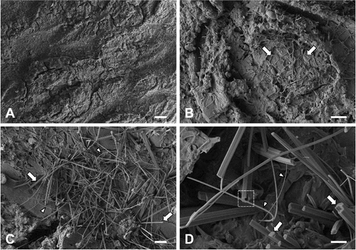 Figure 2. Field emission scanning electron micrographs of the bark of Cornus controversa. Bark surface, which was irregularly undulating. Scale bar = 200 μm (A), magnified view of bark. Note the erupted cork (arrows). Scale bar = 50 μm (B), epicuticular waxes. Note rodlets (arrows) and threads (arrowheads). Scale bar = 20 μm (C), magnified view of epicuticular waxes. Note a tubule with a terminal opening (square inlet), polygonal rodlets (arrows), and threads (arrowheads). Scale bar = 5 μm (D).