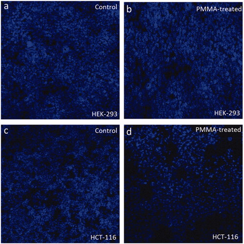 Figure 9. (a–d) Confocal microscopic images of HEK-293 and HCT-116 cells stained with DAPI: Figures (a) and (c) are control cells (without PMMA treatment), whereas (b) and (d) treated with PMMA (7.5 μg/mL) for 48 h. There is no cell death in PMMA-treated HEK-293 cells (d), whereas there is a significant loss of HCT-116 cells treated with PMMA when compared with control cells. 200× magnifications.