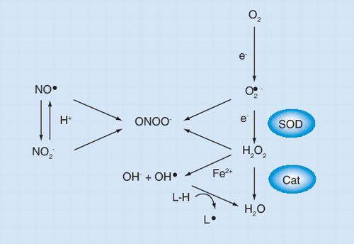 Figure 1. Reactive oxygen and nitrogen species.Oxygen can be activated in several reductive steps, resulting in the formation of the superoxide anion radical (O2•-) or hydrogen peroxide (H2O2). The second reduction can occur spontaneously or be catalyzed by SOD. Hydrogen peroxide is detoxified by Cat into oxygen (not shown) and water. Superoxide or hydrogen peroxide can also react with nitric oxide (NO•) or NO2-, respectively, to generate the very reactive ONOO-. The iron salt-dependent decomposition of hydrogen peroxide generates the highly reactive hydroxyl radical (OH•; Fenton reaction). The hydroxyl radical initiates lipid peroxidation of cholesterol (not shown) and polyunsaturated fatty acids (L-H), resulting in the formation of a fatty acid radical (L•). Fatty acid radicals are unstable and readily react with molecular oxygen (not shown) resulting in a peroxyl fatty radical, which is unstable too and can react with another free fatty acid (chain reaction). Lipid peroxdation can occur enzymatically and nonenzymatically and results in a variety of products (for details see Citation[73]).Cat: Catalase; NO2-: Nitrite; ONOO: Peroxynitrite; SOD: Superoxide dismutase.Modified from Citation[74].